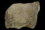 Ceratopsian Dinosaur Phalange - Alberta (Disposition #-) #134441-1
